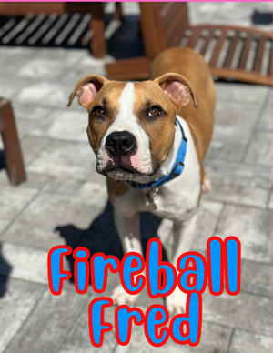 Fireball Fred