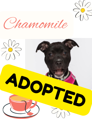 Chamomile