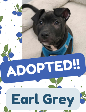 Earl Grey