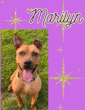 Marilyn