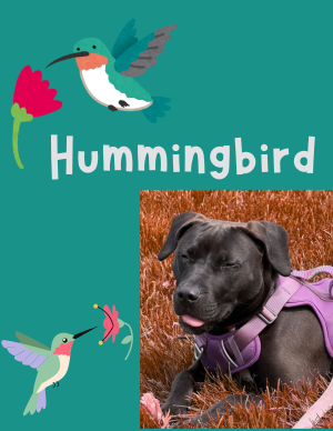 Hummingbird – puppy