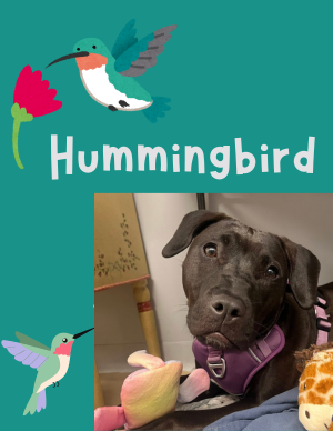 Hummingbird – puppy