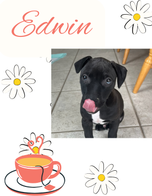 Edwin – puppy