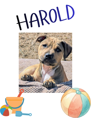 Harold – puppy
