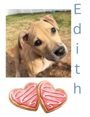 Edith – puppy