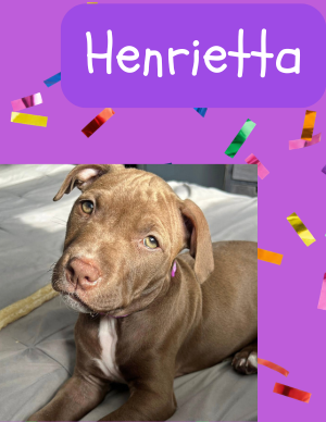 Henrietta – puppy