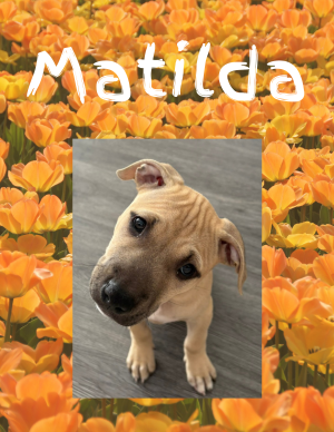 Matilda – puppy