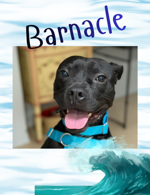 Barnacle