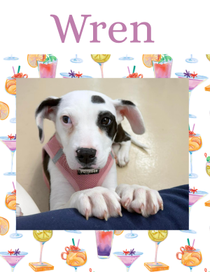 Wren – female puppy