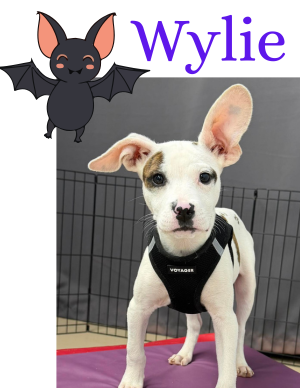 Wylie – puppy