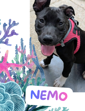 Nemo – puppy