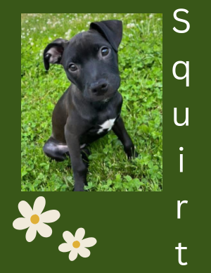 Squirt – puppy
