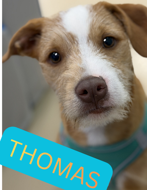 Thomas – puppy