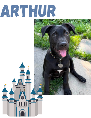 Arthur AKA Artie – puppy