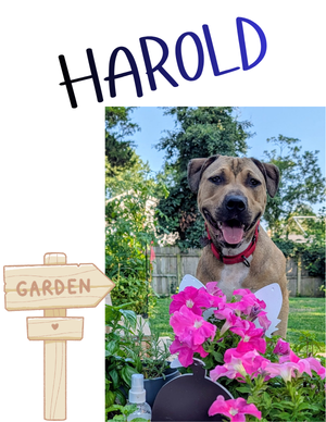Harold – puppy