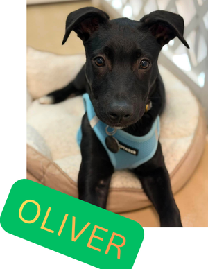 Oliver – puppy