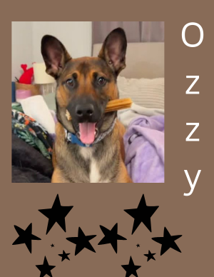 Ozzy Pawsborne – puppy