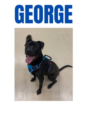 George – FOSTER NEEDED!
