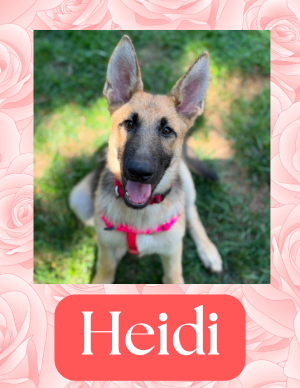 Heidi – puppy